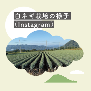 伯耆富士白ネギ 栽培の様子（インスタグラム）