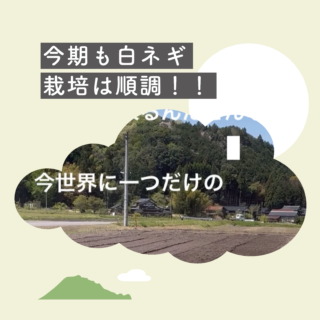 今期も白ネギ栽培順調です！